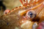 eye of a Shrimp, Prawn, AARD01_056