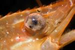 Shrimp, Prawn eye, AARD01_058