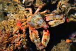 crab, AARD01_059
