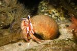 Hermit Crab, AARD01_069