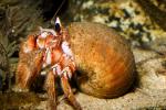 Hermit Crab, AARD01_070