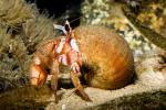 Hermit Crab, Snail Shell, AARD01_071