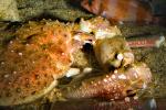 Hermit Crab, AARD01_072