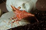 Peppermint Shrimp, (Lysmata wurdemanni), Malacostraca, Decapoda, Caridea, Hippolytidae, AARD01_073