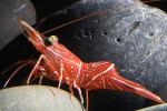 Peppermint Shrimp, (Lysmata wurdemanni), Malacostraca, Decapoda, Caridea, Hippolytidae, AARD01_082