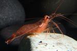 Peppermint Shrimp, (Lysmata wurdemanni), Malacostraca, Decapoda, Caridea, Hippolytidae, AARD01_089