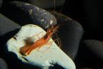 Peppermint Shrimp, (Lysmata wurdemanni), Malacostraca, Decapoda, Caridea, Hippolytidae, AARD01_090