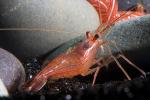 Peppermint Shrimp, (Lysmata wurdemanni), Malacostraca, Decapoda, Caridea, Hippolytidae, AARD01_093