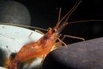 Peppermint Shrimp, (Lysmata wurdemanni), Malacostraca, Decapoda, Caridea, Hippolytidae, AARD01_095