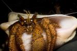 Hermit Crab, AARD01_107
