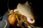 Hermit Crab, AARD01_109