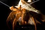 Hermit Crab, AARD01_110