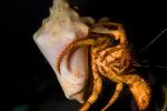 Hermit Crab, AARD01_112