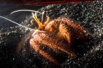 Hermit Crab, AARD01_114