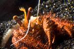 Hermit Crab, AARD01_115