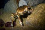 Sheep Crab, (Loxorhynchus grandis), Malacostraca, Decapoda, Brachyura, Epialtidae, AARD01_118