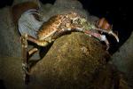 Sheep Crab, (Loxorhynchus grandis), Malacostraca, Decapoda, Brachyura, Epialtidae, AARD01_119