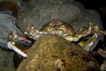 Sheep Crab, (Loxorhynchus grandis), Malacostraca, Decapoda, Brachyura, Epialtidae