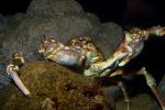 Sheep Crab, (Loxorhynchus grandis), Malacostraca, Decapoda, Brachyura, Epialtidae, AARD01_121