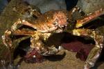 Sheep Crab, (Loxorhynchus grandis), Malacostraca, Decapoda, Brachyura, Epialtidae, AARD01_124