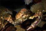 Sheep Crab, (Loxorhynchus grandis), Malacostraca, Decapoda, Brachyura, Epialtidae, AARD01_127