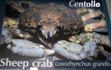 Sheep Crab, (Loxorhynchus grandis), Malacostraca, Decapoda, Brachyura, Epialtidae, AARD01_129