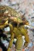 Hermit Crab, AARD01_139