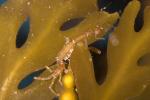 Skeleton Shrimp, Caprella sp, Caprellida, AARD01_144