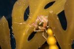 Skeleton Shrimp, Caprella sp, Caprellida, AARD01_145