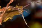 Skeleton Shrimp, Caprella sp, Caprellida, AARD01_146