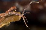 Skeleton Shrimp, Caprella sp, Caprellida, AARD01_147