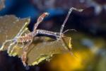 Skeleton Shrimp, Caprella sp, Caprellida, AARD01_148
