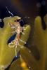 Skeleton Shrimp, Caprella sp, Caprellida, AARD01_149