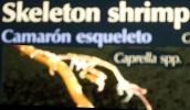 Skeleton Shrimp, Caprella sp, Caprellida, AARD01_150