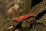Red Cherry Shrimp, freshwater, AARD01_154