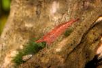 Shrimp, Red Cherry Shrimp, freshwater, AARD01_156