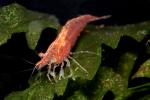 Shrimp, Red Cherry Shrimp, freshwater, AARD01_157
