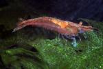 Shrimp, Red Cherry Shrimp, freshwater, AARD01_159