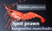 Spot Shrimp, California Spot Prawn, (Pandalus platyceros), Malacostraca, Decapoda, Caridea, Pandalidae, AARD01_160