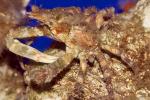 Kelp Crab, AARD01_161