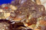 Kelp Crab, AARD01_163