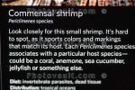 Commensal Shrimp, Periclimenes species, AARD01_170