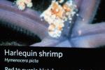 Harlequin Shrimp, (Hymenocera picta), Malacostraca, Decapoda, Caridea, Hymenoceridae, AARD01_174