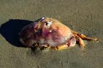 Crab Shell, wet sand