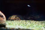Red Crayfish, AARV01P01_05