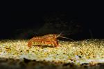 Red Crayfish, AARV01P01_06.4096