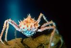 Spiny King Crab, (Paralithodes rathbuni), Malacostraca, Decapoda, Lithodidae, AARV01P01_11.1707