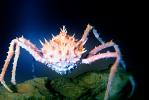 Spiny King Crab, (Paralithodes rathbuni), Malacostraca, Decapoda, Lithodidae, AARV01P01_11