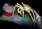 Spiny King Crab, (Paralithodes rathbuni), Malacostraca, Decapoda, Lithodidae, AARV01P01_13.2564