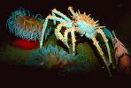 Spiny King Crab, (Paralithodes rathbuni), Malacostraca, Decapoda, Lithodidae, AARV01P01_13.2564